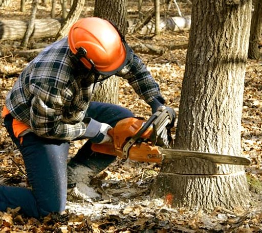 Tree Removal in Wakeeney, KS
